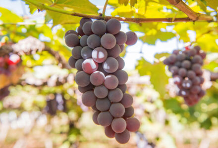 Nephrologicum dreilaendereck feriendialyse